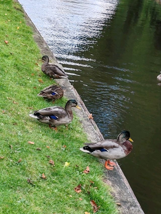 The Slow Life of Animals in Giethoorn