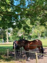 The Slow Life of Animals in Giethoorn