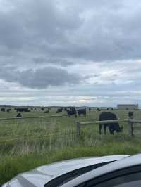 The Nobbies View Point