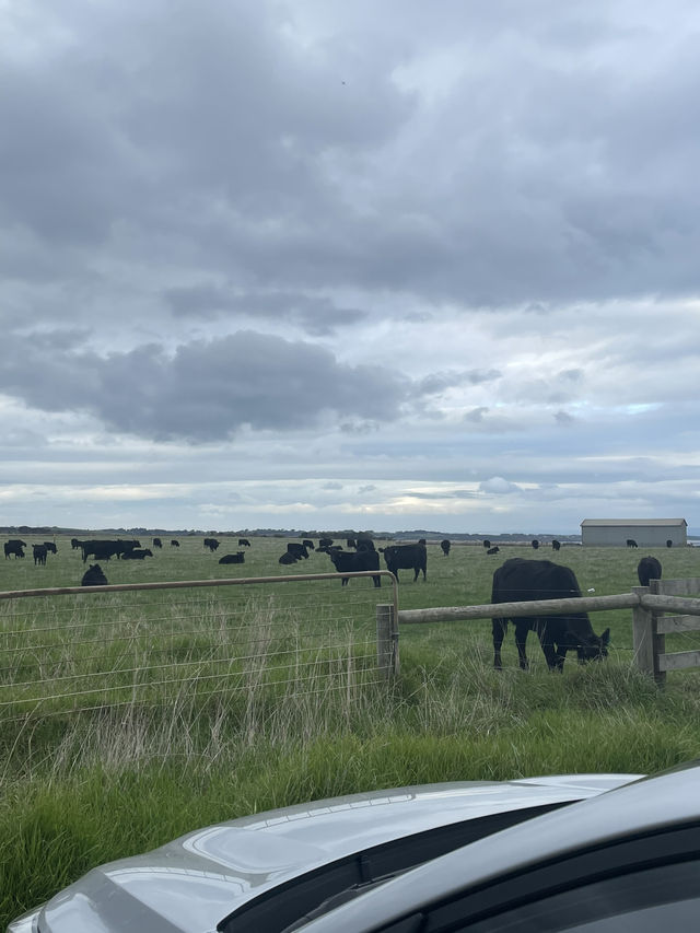 The Nobbies View Point