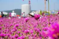 【韓國秋天好去處】🌿🍀京畿道楊州Nari公園·粉黛亂子草、波波草打卡