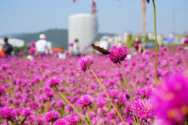 【韓國秋天好去處】🌿🍀京畿道楊州Nari公園·粉黛亂子草、波波草打卡