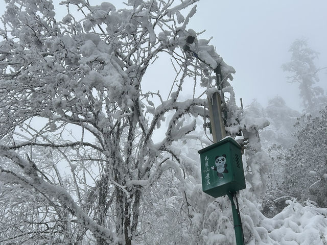 One Day Trip Chengdu to Wawu Shan 