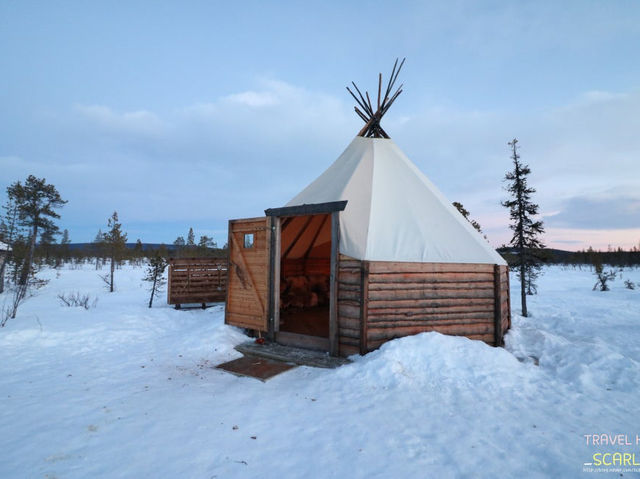 🇸🇪 스웨덴 키루나 허스키 썰매 투어 가이드 🐺❄️