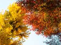 🍁 Autumn Whispers at Ueno Park