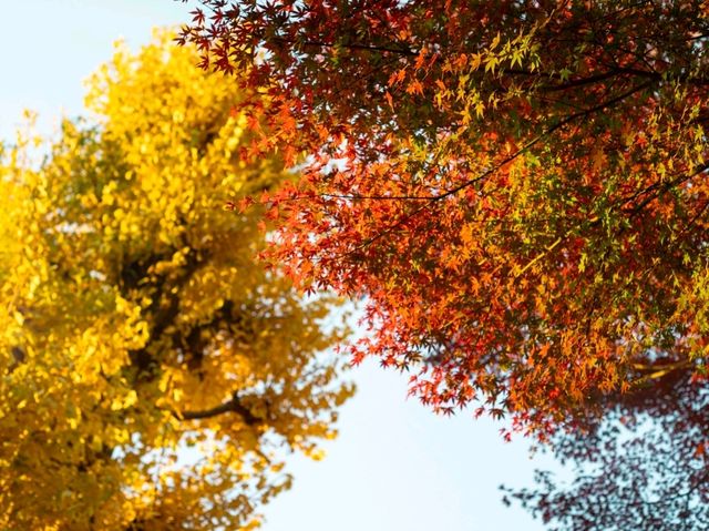 🍁 Autumn Whispers at Ueno Park