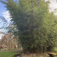 Arboretum Kalmthout