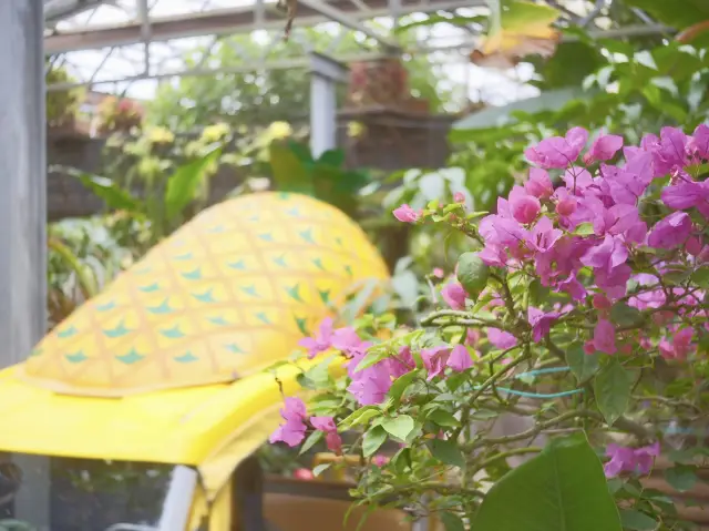【沖繩縣】充滿菠蘿的主題樂園・名護菠蘿公園
