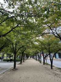 가을 감성 가득한 대구 수성못 🌾 반짝이는 호수 옆 갈대밭 산책코스