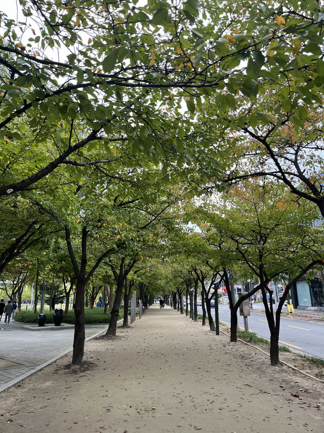 가을 감성 가득한 대구 수성못 🌾 반짝이는 호수 옆 갈대밭 산책코스