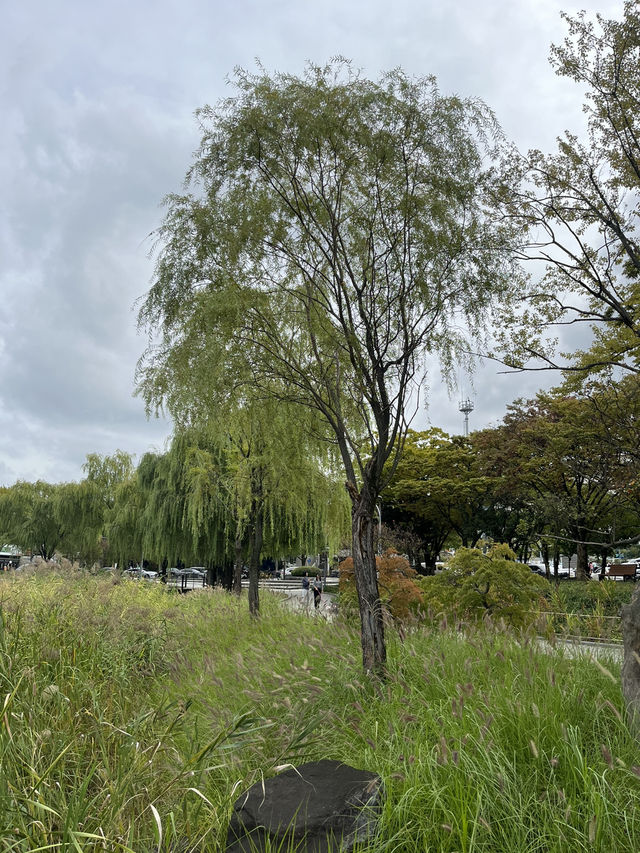 가을 감성 가득한 대구 수성못 🌾 반짝이는 호수 옆 갈대밭 산책코스