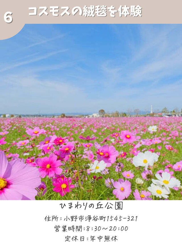 【兵庫】コスモス畑　おすすめ7選