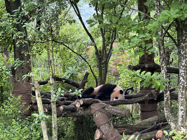 Side trip from Chengdu