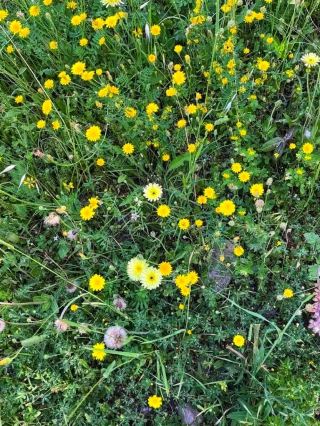 🏛️🌿 “Hadrian’s Villa – The Emperor’s Dream Retreat”