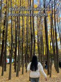 Seoul Forest ในวันที่ใบไม้เปลี่ยนสี