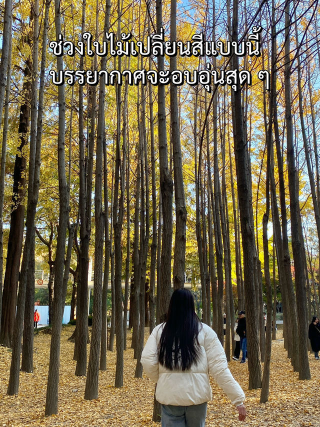 Seoul Forest ในวันที่ใบไม้เปลี่ยนสี