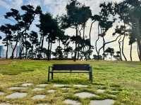 Evergreen Garden: Pyeongtaek’s Secret Sanctuary of Stillness🌿