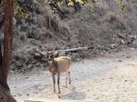 Pink Beach Paradise 🌸