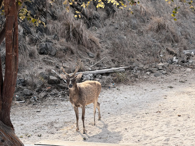 Pink Beach Paradise 🌸 Pink Beach Paradise 🌸