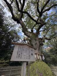 熱田深宮的靜謐一日:從森道鳥居走到草地盡頭,那座訴說千年故事的熱田神宮博物館