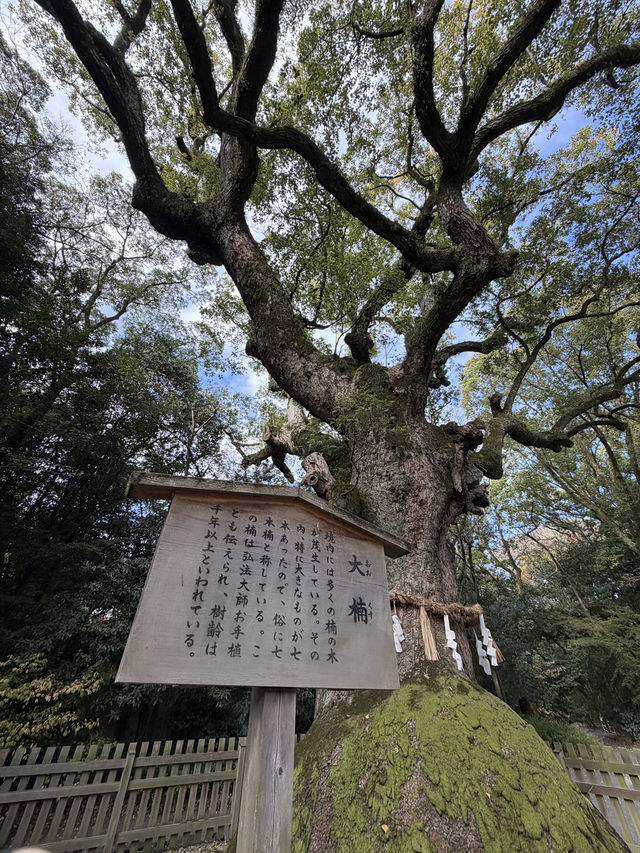 熱田深宮的靜謐一日:從森道鳥居走到草地盡頭,那座訴說千年故事的熱田神宮博物館 熱田深宮的靜謐一日:從森道鳥居走到草地盡頭,那座訴說千年故事的熱田神宮博物館