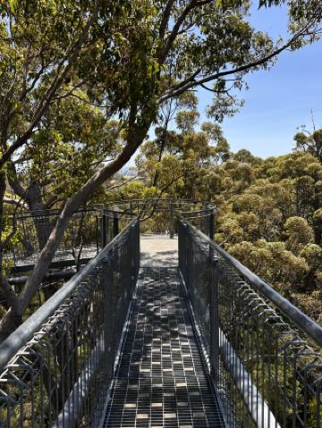 Treetop Adventure🌲  