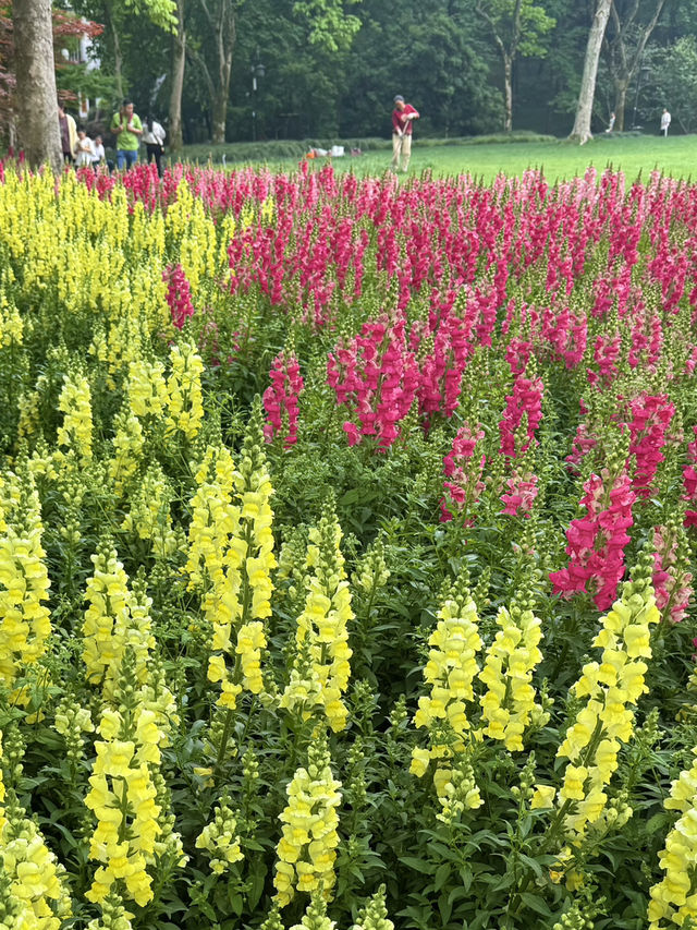 Snapdragon Fields - A Sea of Yellow & Pink | Trip.com Hangzhou