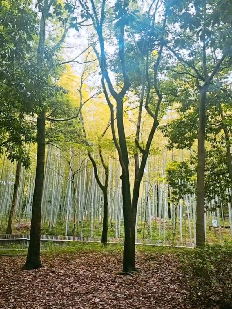 大阪•枚方市】森のように広いアジサイ園もある穴場公園 | Trip.com 枚方