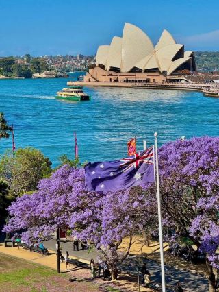 Rencana Perjalanan Menikmati Jacaranda Terbaik di Sydney