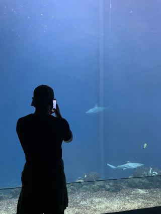布格斯動物園🇳🇱🦒 一個彷彿置身多個世界的動物園。

如果您在荷蘭旅行,並且時間充裕,我強烈建議您將阿納姆的布格斯動物園添加到您的行程中。 🦁🌿

這座動物園與一般動物園的不同之處在於,它採用生態展示設計,模擬大型生態系統,讓您親身感受每個區域的氛圍,而不僅僅是觀看籠中的動物。

園內設有多個區域:叢林(熱帶雨林)🌴、沙漠(沙漠)、海洋(水下世界)、野生動物園(熱帶草原)、林巴(亞洲雨林)以及一個大型室內紅樹林區域(布格斯動物園)。

我最喜歡的是叢林區;那裡濕度適中,各種聲音和氛圍都讓人感覺彷彿漫步在真正的森林中。海洋區還設有一個大型水下世界,您可以在那裡觀賞各種海洋生物🐠🦈。

動物園佔地 45 公頃,如果您想遊覽所有區域,建議您預留幾個小時。悠閒漫步會更加愜意(布格斯動物園)。

這裡也是帶孩子遊玩的好去處。園區內設有遊樂場、餐廳和休息區,非常適合家庭出遊!

🚍交通指南:從阿納姆中央車站搭乘 3 號公車前往布格斯動物園。公車站就在動物園入口處(布格斯動物園)。

📍布格斯動物園

Antoon van Hooffplein 1, 6816 SH Arnhem, Netherlands

如果您想參觀一個不會讓您感覺「像在籠子裡穿梭」的動物園,那麼這裡絕對是您的理想之選,尤其適合熱愛大自然、想要花上一整天時間探索的遊客。 🐘🌿🇳🇱

#BurgersZoo #BurgersZooArnhem #Arnhem #Netherlands #TravelNetherlands #TravelHolland #TravelAmsterdam #NetherlandsTravel #ArnhemTravel #Zoo #TravelWithKids #TipTravel