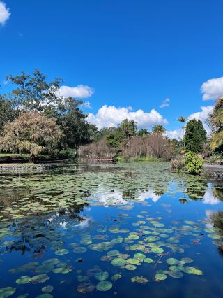 Brisbane’s Botanic Gardens — Better in Real Life Than Any Photo!