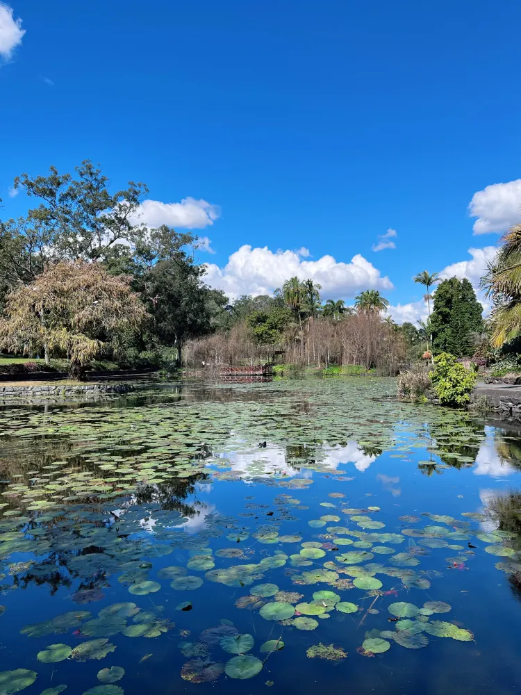 写真以上に素晴らしい!ブリスベン植物園は絶対に実物を見るべき🌿