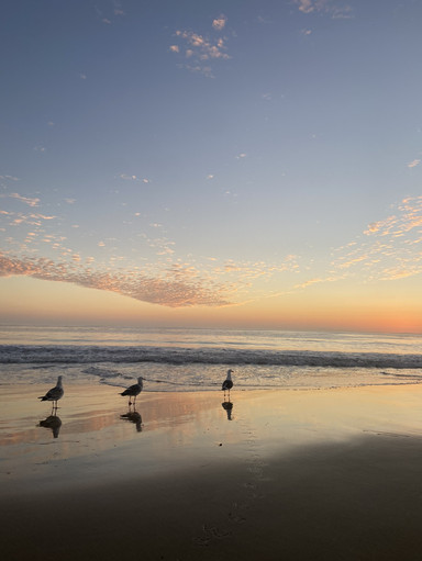 🇺🇸🌴 $0で楽しめる絶景！カリフォルニアの海とサンセット🌊🌅一度は
