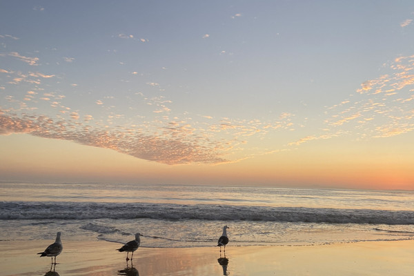 🇺🇸🌴 $0で楽しめる絶景！カリフォルニアの海とサンセット🌊🌅一度は