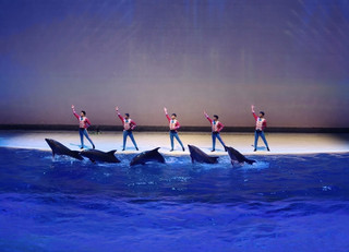 🐳 Shanghai Haichang Ocean Park | วันเดียวได้ทั้งดูสัตว์ทะเล + ชมโชว์วาฬเพชฌฆาต