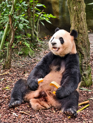 Lembah Panda - Chengdu