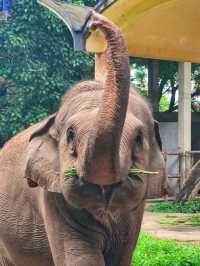 Funniest Zoo I've been, Saigon 🇻🇳 