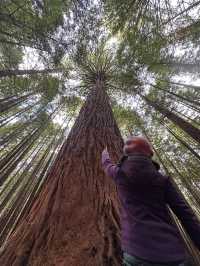 端午節假期💜遊歷紐西蘭紅木森林公園🌲