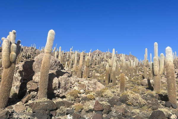 🌵ウユニ塩湖に浮かぶサボテンの楽園🇧🇴ボリビア【イスラ・インカワシ