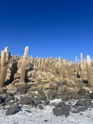 우유니 소금사막에 떠 있는 선인장의 낙원, 볼리비아【인카와시 섬】