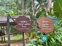 Wild Wonders Awaits🦓