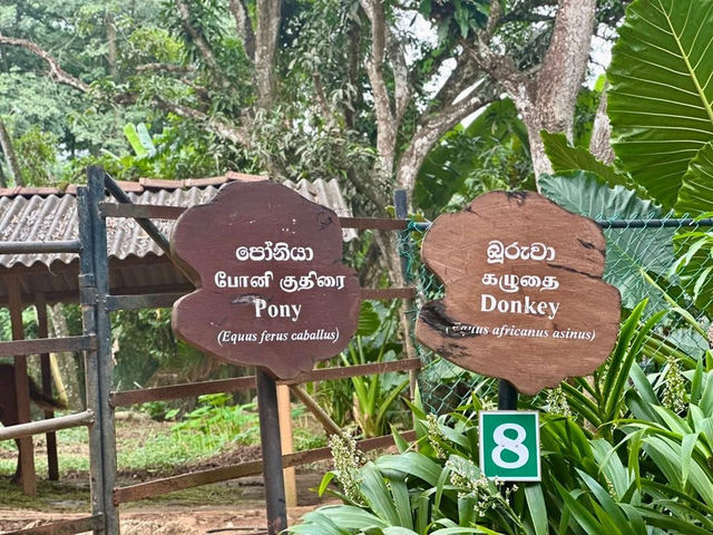 Wild Wonders Awaits🦓