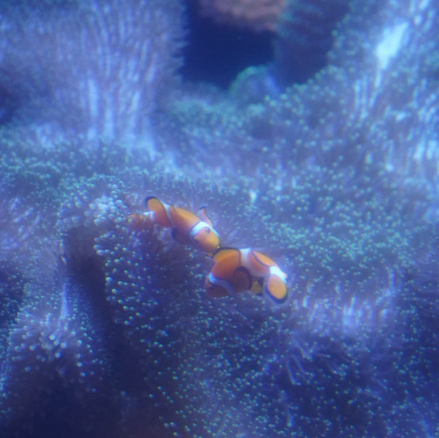 🌊屏東海生館:海洋生物的展示與教育中心🐠 🌊屏東海生館:海洋生物的展示與教育中心🐠