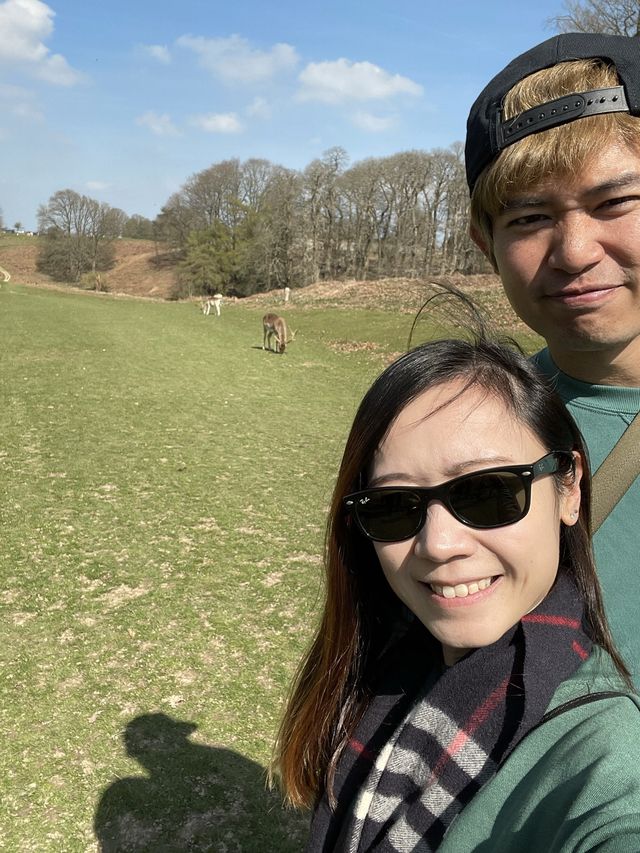 英國賞鹿公園 ｜諾爾莊園