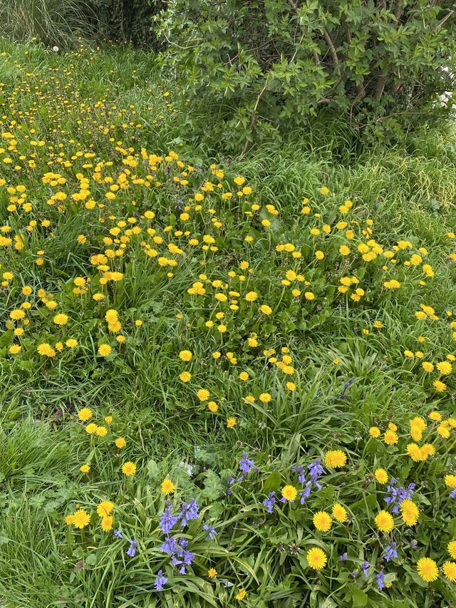 🇬🇧 영국 할링턴 : 동네 곳곳에 봄꽃이 피었어요 🌸