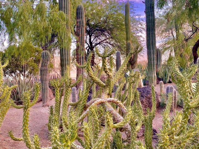Ethel M Botanical Cactus Garden 🌼
