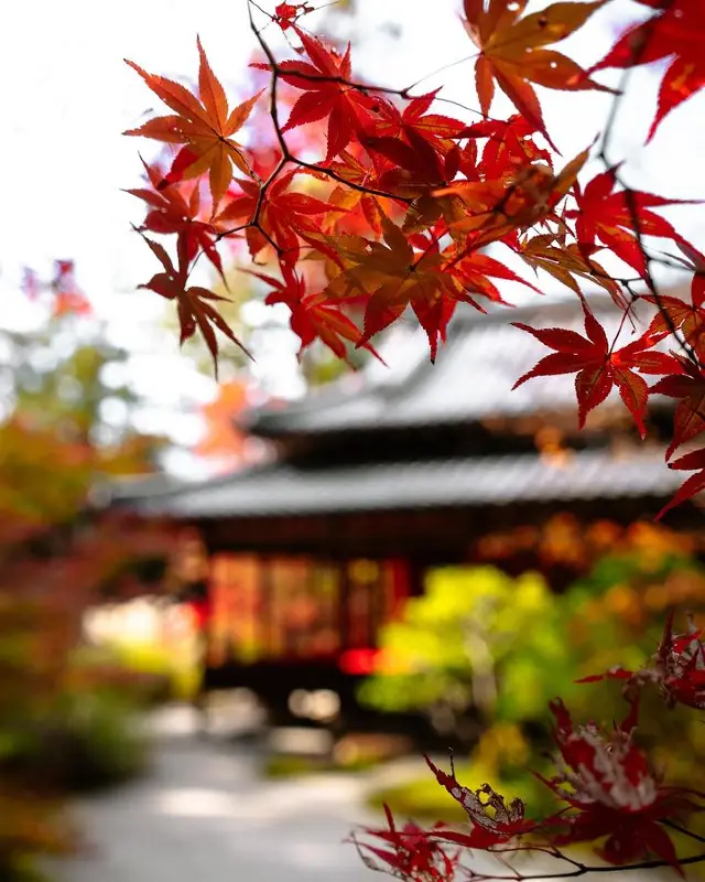 A beautiful place to view autumn leaves