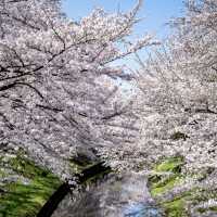 🌸Japan’s Cherry Blossom Destinations🌸