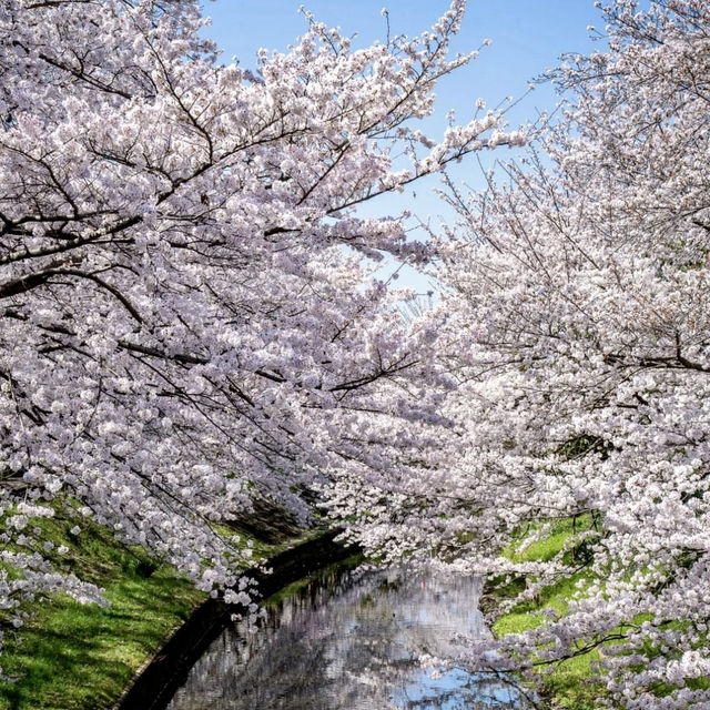 🌸Japan’s Cherry Blossom Destinations🌸