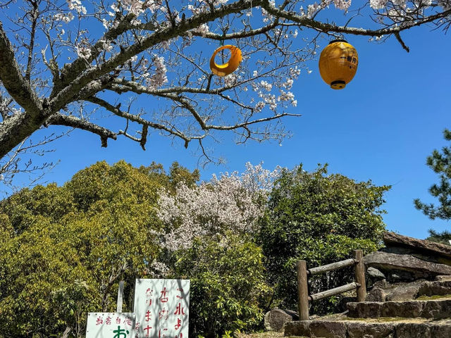 Japan is a micracle in spring 🇯🇵